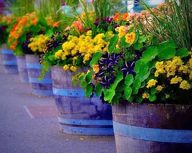 Radha Madhava's Garden photograph 1